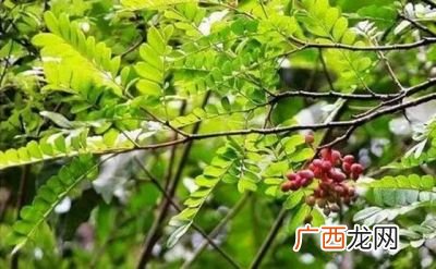 清香木的养殖方法是什么,清香胡椒木的养殖方法？