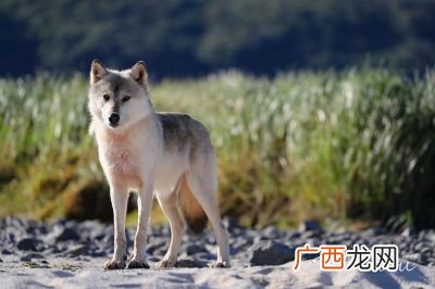 狼来了的搞笑版,熊出没里的豺狼名字叫啥?
