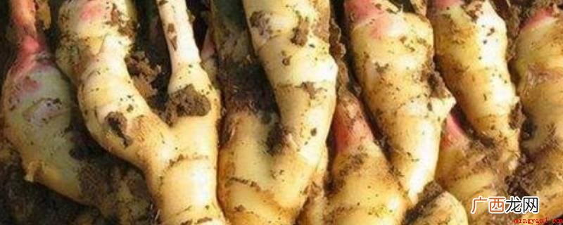 天气炎热时将姜放到清凉自然通风的地区 刚挖出来的姜怎样才能放得久