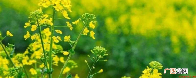 油菜花集中化遍布在汉中盆地和江岭平方公里田梯、云南罗平原区、 油菜花是什么颜色的