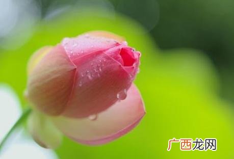 花蕾和花苞有什么区别,花骨朵和花苞的区别？