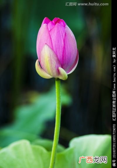 花蕾和花苞有什么区别,花骨朵和花苞的区别？
