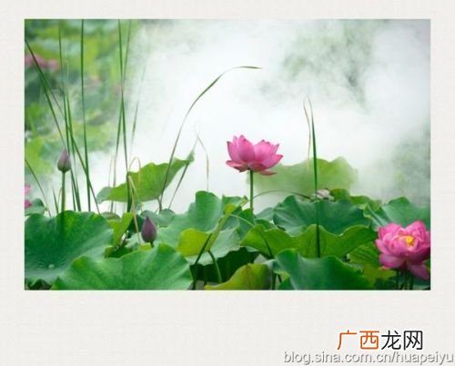 清塘荷韵赏析,清塘荷韵的大意是什么？