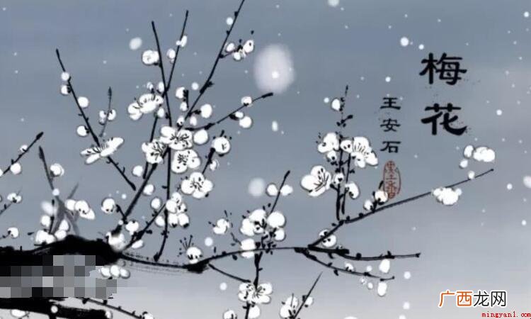 《梅花》的翻译是什么