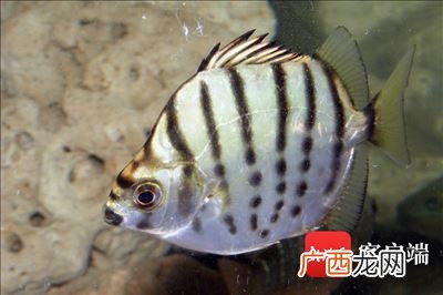 蝶鱼是海鱼吗,海水鲽鱼好养吗？