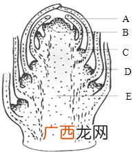 植物侧芽由什么发育而来,同一植株上顶芽和侧芽哪里的生长素多？
