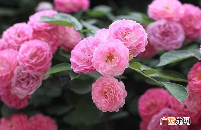 蔷薇花一般是什么时候开花,12月蔷薇开花吗？