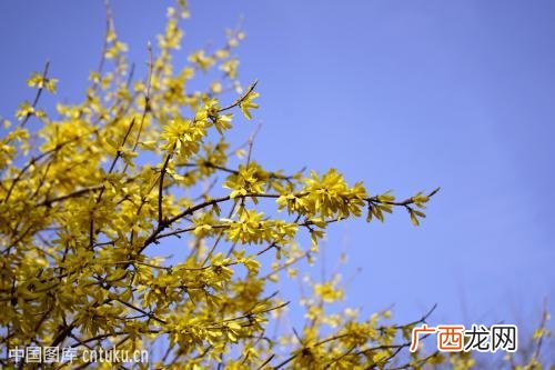 开黄花的花灌木有那些,六月份什么树开黄花？