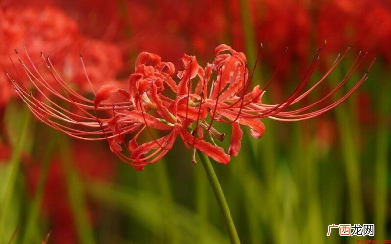 曼珠沙华花语是什么内容 曼珠沙华花语是什么