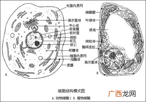 疟原虫是真核生物吗,单细胞生物哪些是真核生物，哪些是原核生物？