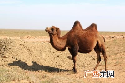 骆驼的由来,骆驼的由来原版？