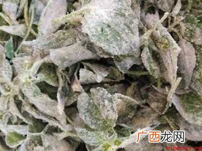 荆芥怎么吃窍门