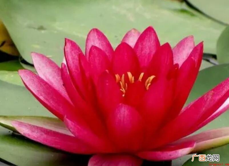 红莲花有哪些寓意和象征 红莲花有什么寓意和象征