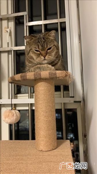 猫猫发出嗷呜声是什么意思,猫咪发出嗷呜声是什么意思？