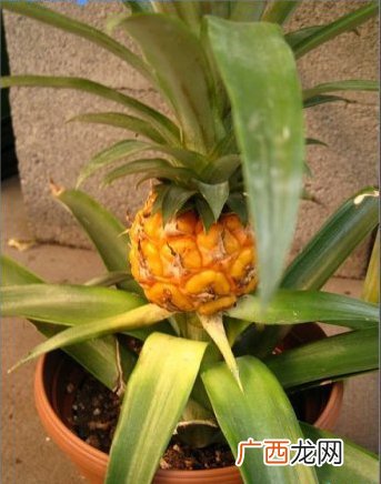 菠萝怎么长的,菠萝多久催大？