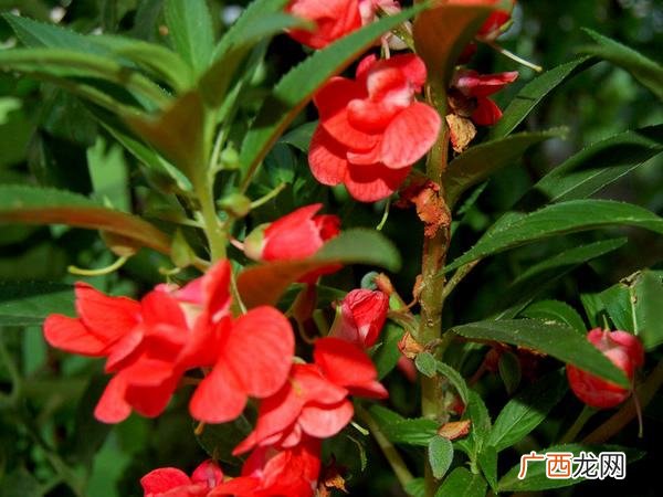 凤仙花种子怎么种,凤仙花种子催芽图解？