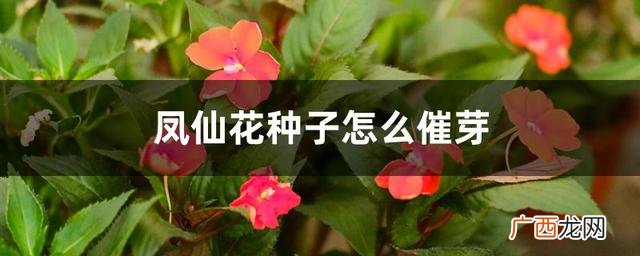 凤仙花种子怎么种,凤仙花种子催芽图解？