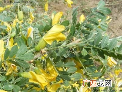 柠条是干什么用的,柠条树有什么用途？