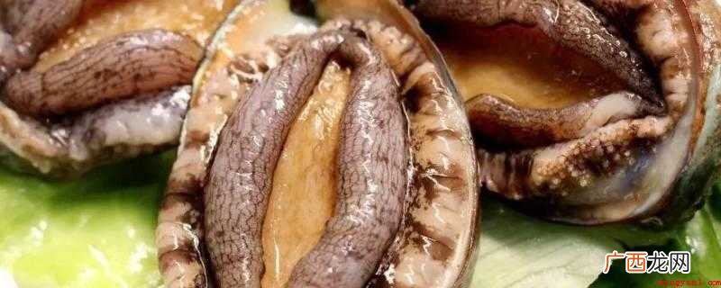 鲍鱼是珍贵的“海珍品”之一,美味可口,营养丰富 鲍鱼保存方法