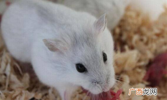 仓鼠银狐的特点,银狐仓鼠是熊还是侏儒？