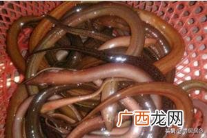 黄鳝粥的做法与功效,鳝鱼粥怎么做?
