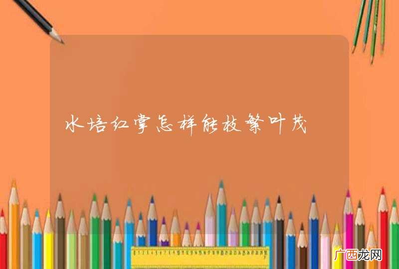 水培红掌怎样能枝繁叶茂