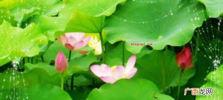简略回应万中无一,源于汉·东方朔《答客难一首》,描述极为少见 举世无双是什么意思