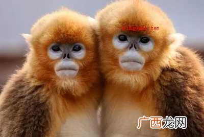 朱鹮;大熊猫;金丝猴;羚牛 秦岭四宝是指什么？