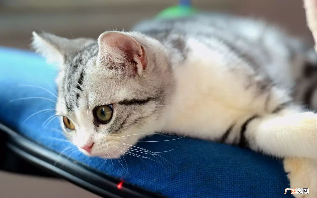 猫咪绝育怎么做,公猫绝育注意事项和手续？