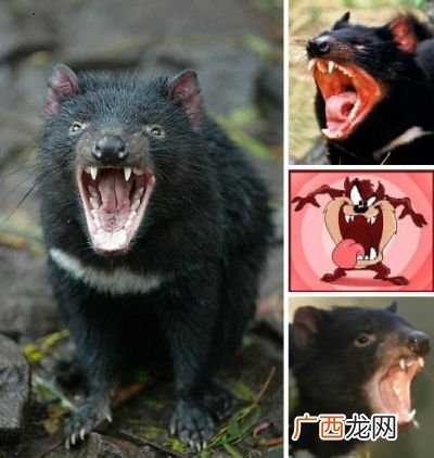 袋獾的特点,袋獾有哪些特点？
