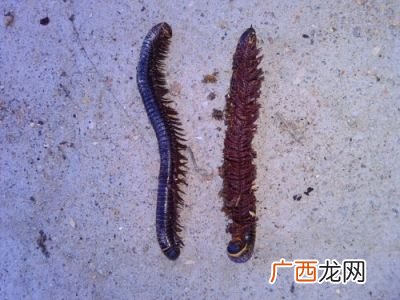 水蚯蚓会咬人有毒吗,野生刺猬的刺有毒吗？
