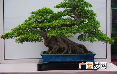榕树叶子的特点,能帮我介绍一下榕树吗?叶子长什么样？