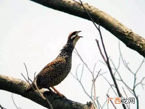 郑谷为什么叫郑鹧鸪,鹧鸪叫声寓意?