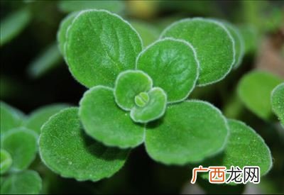 碰碰香有毒吗,这是什么花，一碰叶子会有种气味发出，有毒吗？