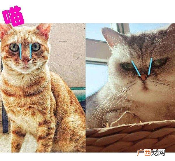 怎样辨别公猫和母猫,怎样区分公猫母猫？