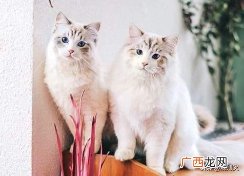 怎样辨别公猫和母猫,怎样区分公猫母猫？