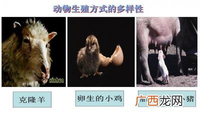 动物笑谈的主要内容是什么,动物笑谈表达的情感？