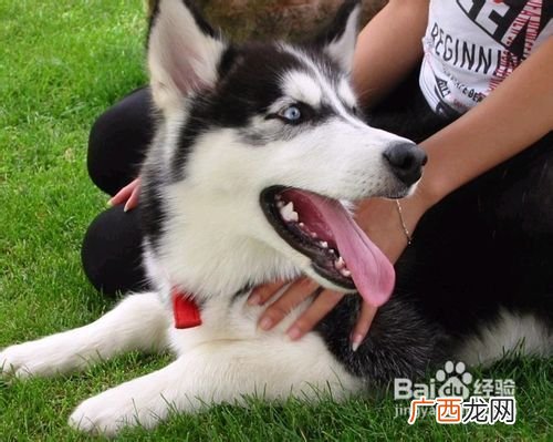 哈士奇狗怎么养,怎样让哈士奇胖起来？