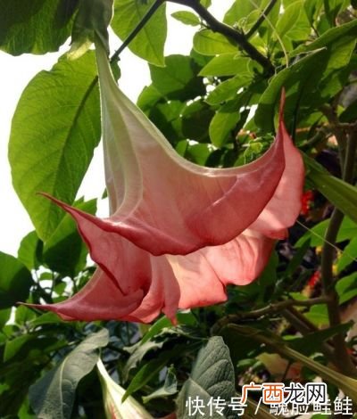 木本曼陀罗花有毒吗,木本曼陀罗叶子掉光？