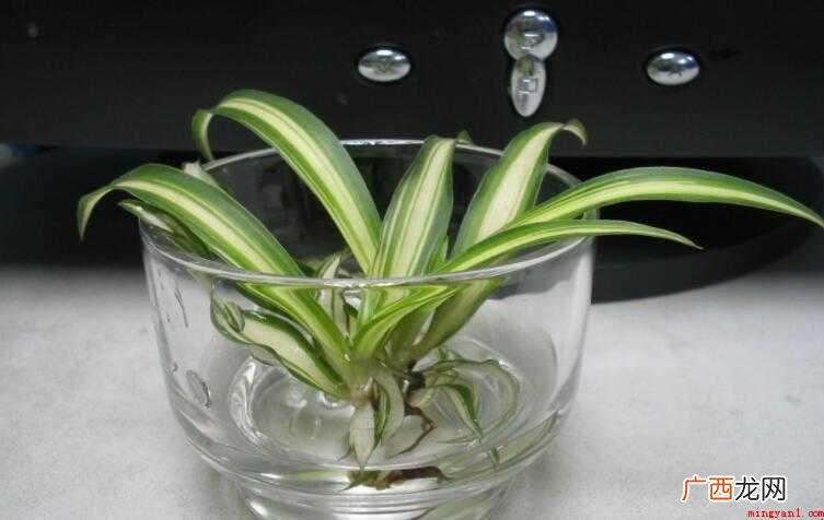 水培植物有哪些优点