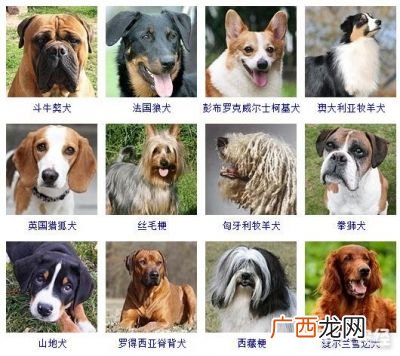 狗狗的名字,小狗的名字洋气霸气的？