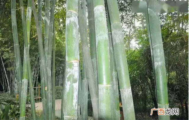 绿竹怎么养呢,绿竹的养殖方法和注意事项？