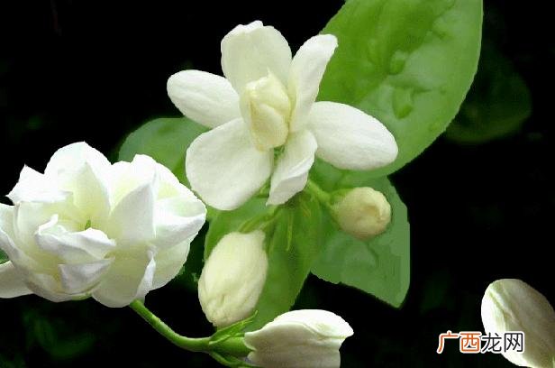 茉莉花的开花时间是什么时候,茉莉几点开花时间？