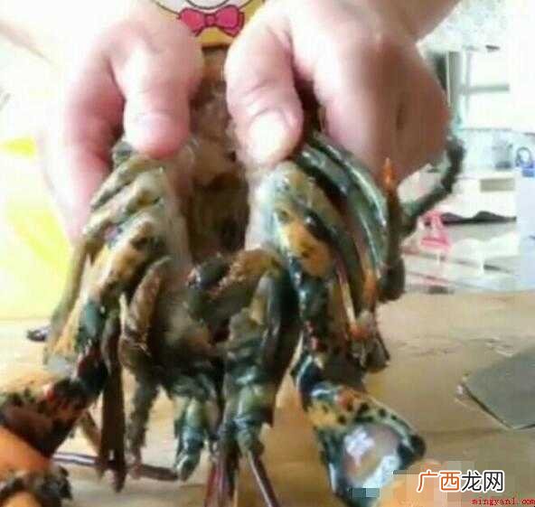 清蒸波士顿龙虾的流程怎么样