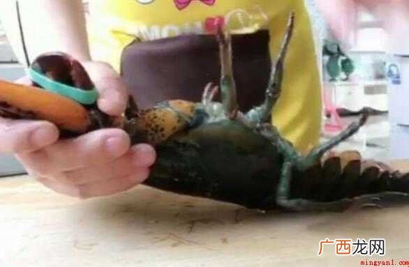 清蒸波士顿龙虾的流程怎么样