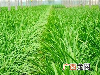当季蔬菜4-5月份有哪些,北方4.5月份应季蔬菜?