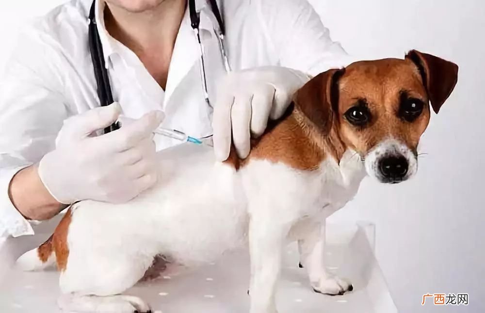 小狗疫苗怎么打,办理养犬证最快方法？