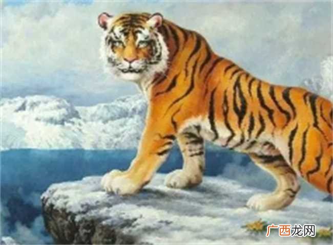 他在什么样的日子出生最好 生肖属虎几号生最好