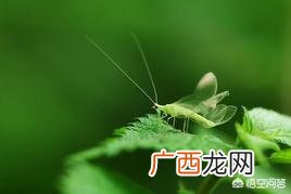 草蛉为什么会出现在家里,绿色的小飞虫,身子像蚊子,翅膀是透明的。是什么虫?