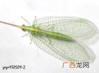草蛉为什么会出现在家里,绿色的小飞虫,身子像蚊子,翅膀是透明的。是什么虫?
